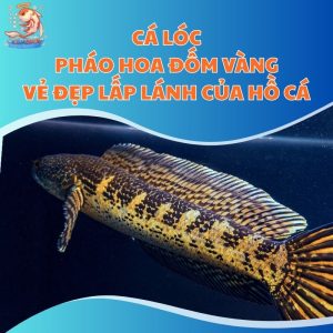 Cá Lóc Pháo Hoa Đốm Vàng - Vẻ Đẹp Lấp Lánh Của Hồ Cá