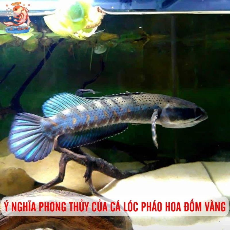 Cá Lóc Pháo Hoa Đốm Vàng - Vẻ Đẹp Lấp Lánh Của Hồ Cá 4 Ý nghĩa phong thủy của cá lóc pháo hoa đốm vàng
