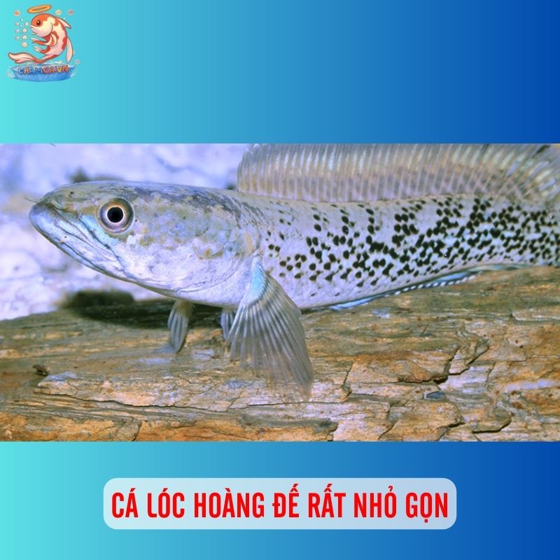 Cá Lóc Tiểu Hoàng Đế - Sắc Xanh Huyền Bí Cho Hồ Cá Gia Đình 1 Cá lóc tiểu hoàng đế rất nhỏ gọn