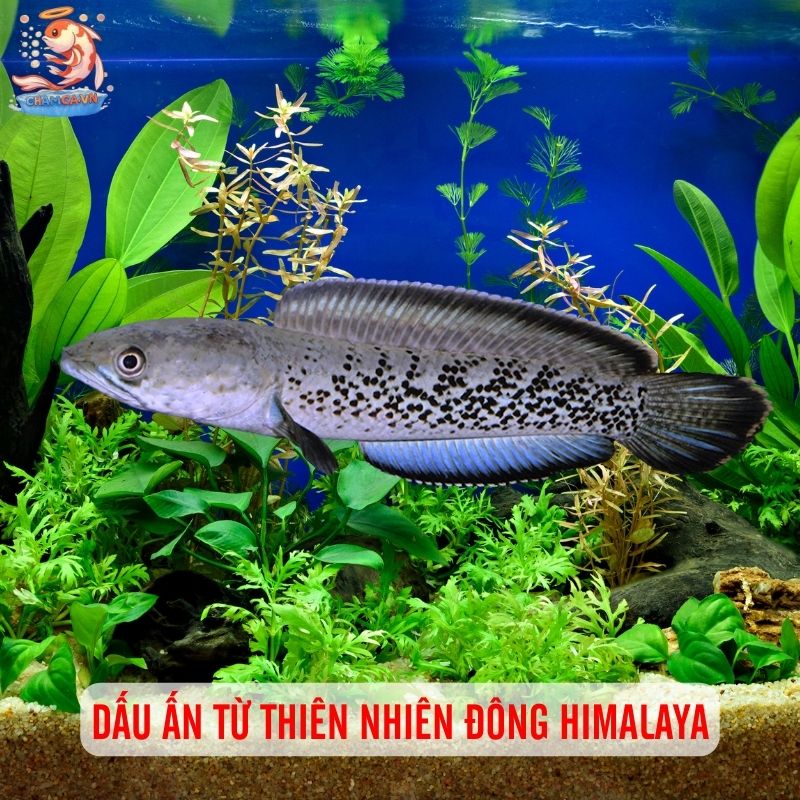 Cá Lóc Tiểu Hoàng Đế - Sắc Xanh Huyền Bí Cho Hồ Cá Gia Đình 2 Dấu ấn từ thiên nhiên Đông Himalaya