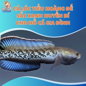 Cá Lóc Tiểu Hoàng Đế - Sắc Xanh Huyền Bí Cho Hồ Cá Gia Đình