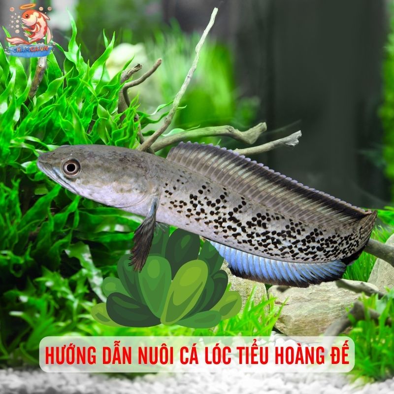 Cá Lóc Tiểu Hoàng Đế - Sắc Xanh Huyền Bí Cho Hồ Cá Gia Đình 3 Hướng dẫn nuôi cá lóc tiểu hoàng đế