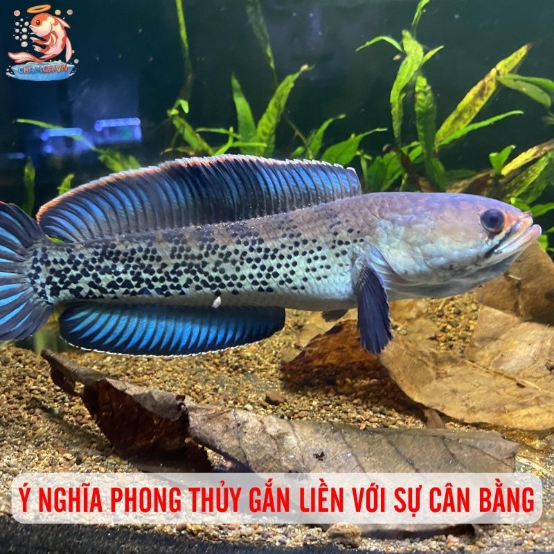 Cá Lóc Tiểu Hoàng Đế - Sắc Xanh Huyền Bí Cho Hồ Cá Gia Đình 4 Ý nghĩa phong thủy gắn liền với sự cân bằng