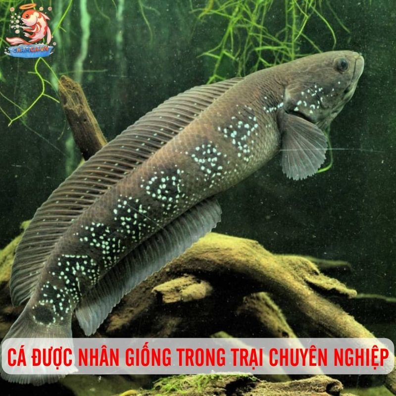 Vẻ Đẹp Huyền Bí Không Thể Chối Từ Của Cá Lóc Trân Châu Đen 1 Loài này được nhân giống trong trại chuyên nghiệp
