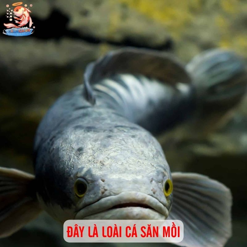 Vẻ Đẹp Huyền Bí Không Thể Chối Từ Của Cá Lóc Trân Châu Đen 2 Đây là loài cá săn mồi