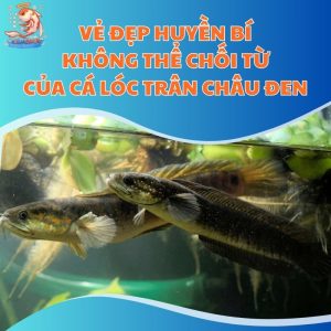 Vẻ Đẹp Huyền Bí Không Thể Chối Từ Của Cá Lóc Trân Châu Đen