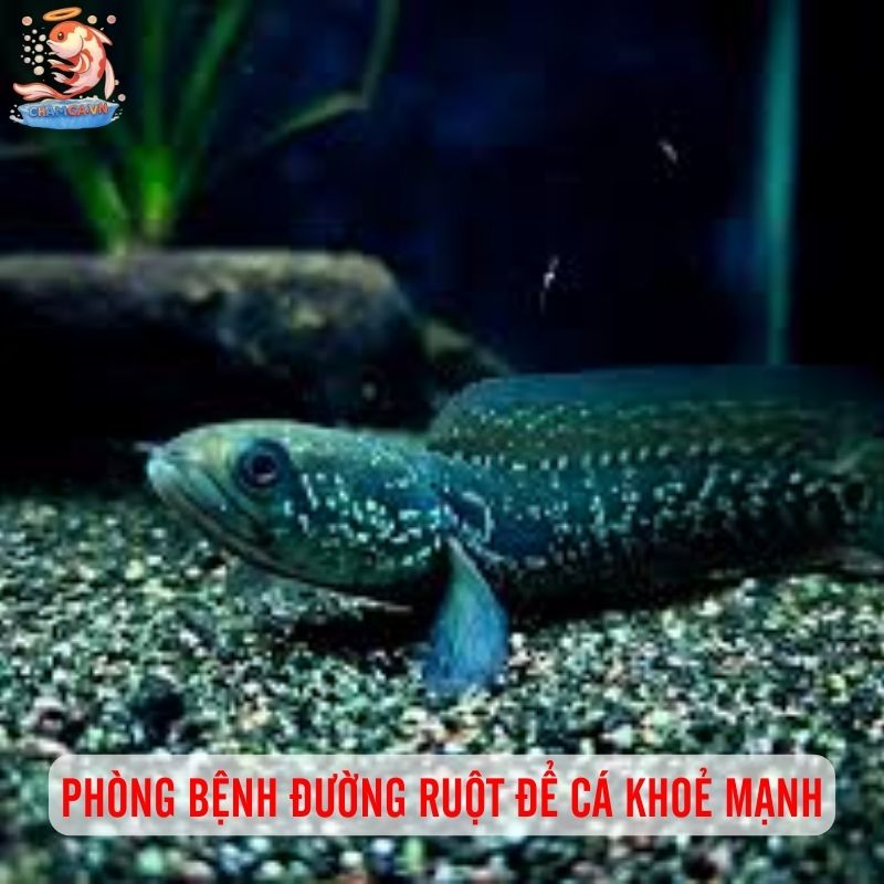 Vẻ Đẹp Huyền Bí Không Thể Chối Từ Của Cá Lóc Trân Châu Đen 3 Phòng bệnh đường ruột để cá khoẻ mạnh