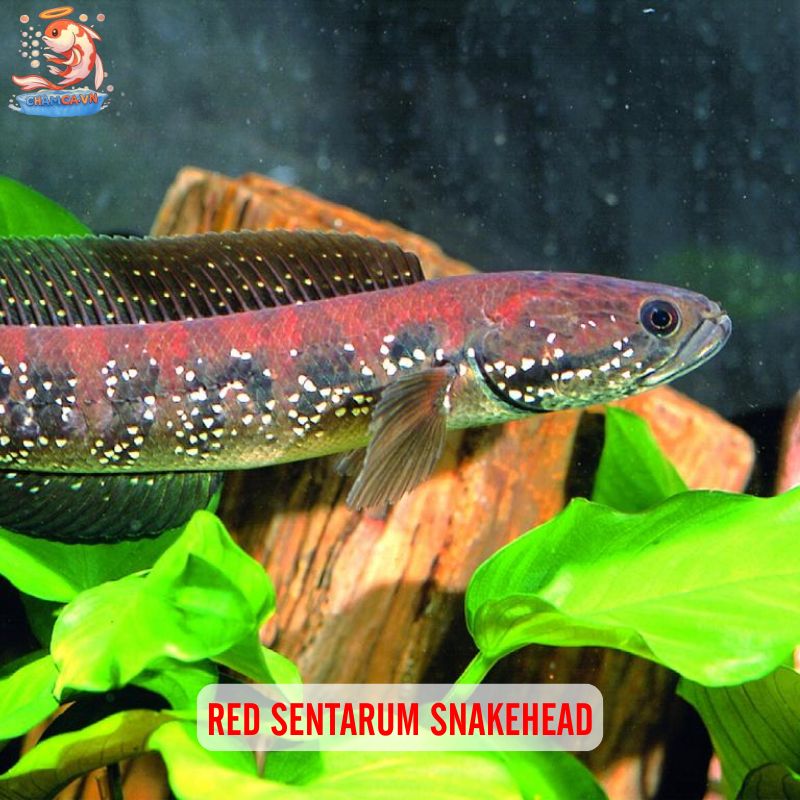 Sắc Lửa Rực Rỡ Của Cá Lóc Vảy Rồng Đỏ Trong Hồ Thuỷ Sinh 4 Red Sentarum Snakehead