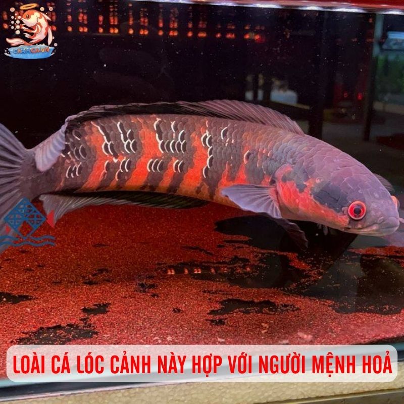 Sắc Lửa Rực Rỡ Của Cá Lóc Vảy Rồng Đỏ Trong Hồ Thuỷ Sinh 1 Loài cá lóc cảnh này hợp với người mệnh Hoả