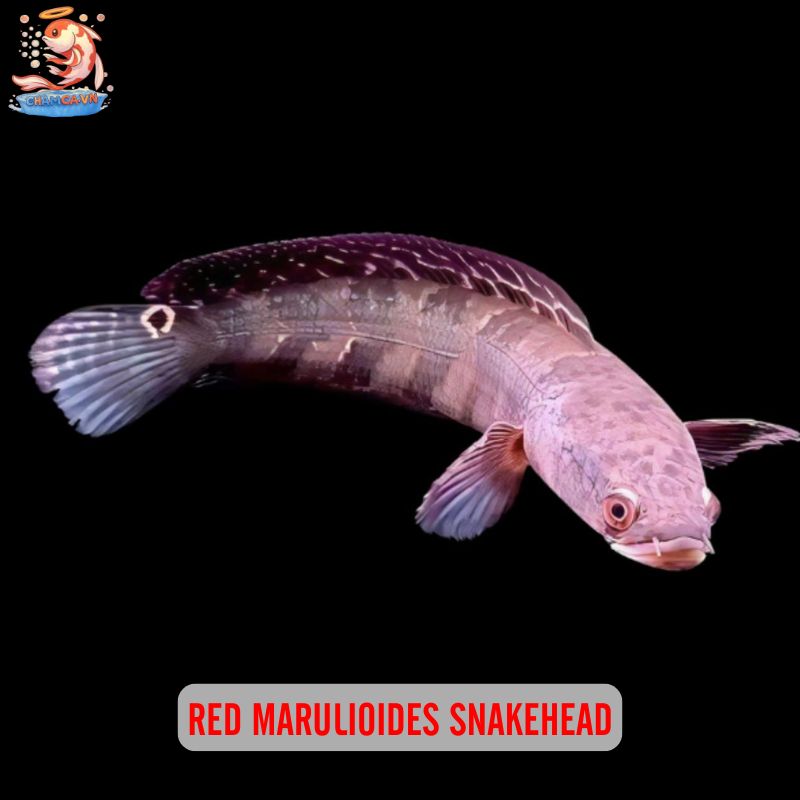 Sắc Lửa Rực Rỡ Của Cá Lóc Vảy Rồng Đỏ Trong Hồ Thuỷ Sinh 6 Red Dragon Scale Snakehead