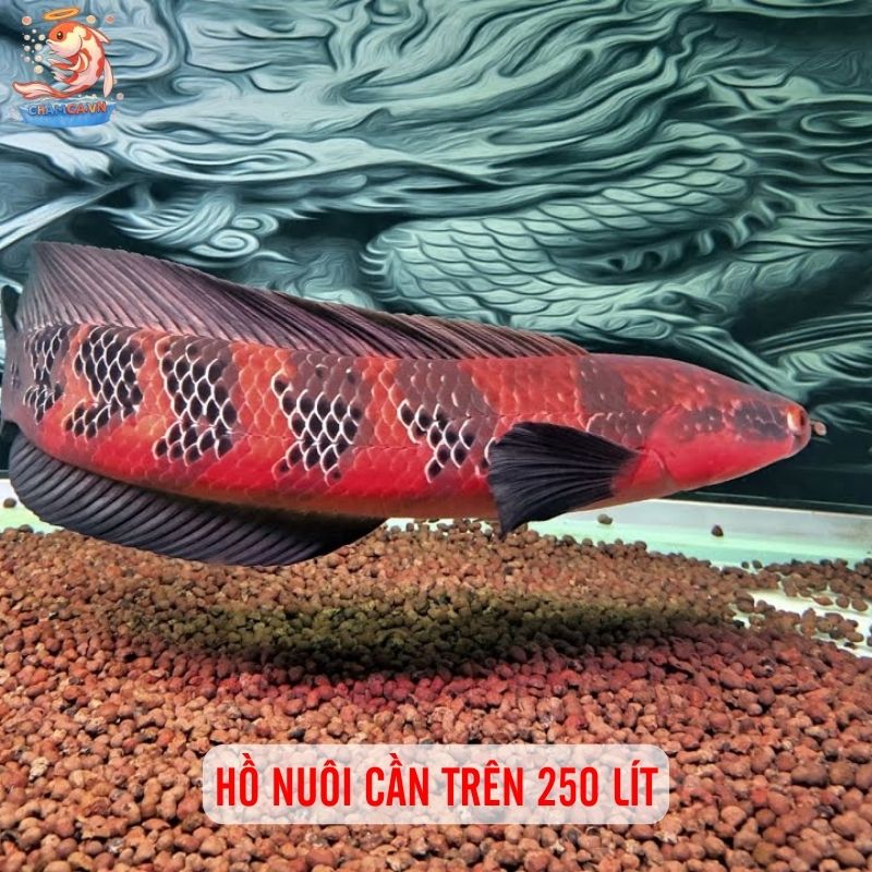 Sắc Lửa Rực Rỡ Của Cá Lóc Vảy Rồng Đỏ Trong Hồ Thuỷ Sinh 2 Hồ nuôi cần trên 250 lít