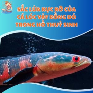 Sắc Lửa Rực Rỡ Của Cá Lóc Vảy Rồng Đỏ Trong Hồ Thuỷ Sinh