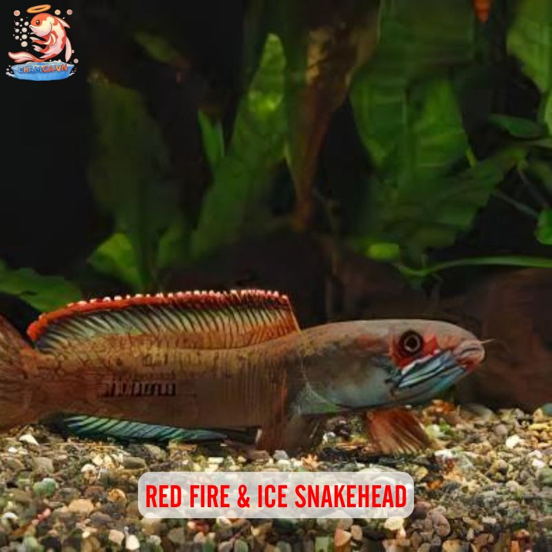Sắc Lửa Rực Rỡ Của Cá Lóc Vảy Rồng Đỏ Trong Hồ Thuỷ Sinh 7 Red Fire & Ice Snakehead