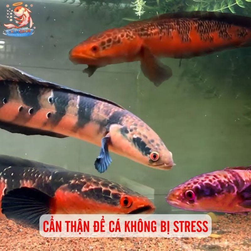 Sắc Lửa Rực Rỡ Của Cá Lóc Vảy Rồng Đỏ Trong Hồ Thuỷ Sinh 3 Cẩn thận để cá không bị stress khi thay đổi môi trường