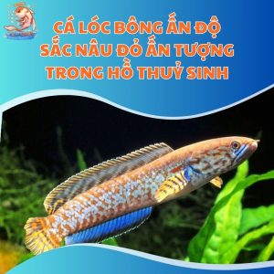 Cá Lóc Bông Ấn Độ - Sắc Nâu Đỏ Ấn Tượng Trong Hồ Thuỷ Sinh