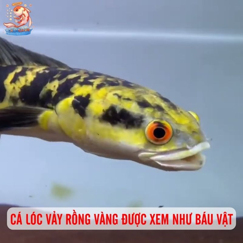 Cá Lóc Vảy Rồng Vàng - Vẻ Đẹp Hiếm Có Trong Giới Cá Cảnh 1 Cá lóc vảy rồng vàng được nhiều người xem như báu vật