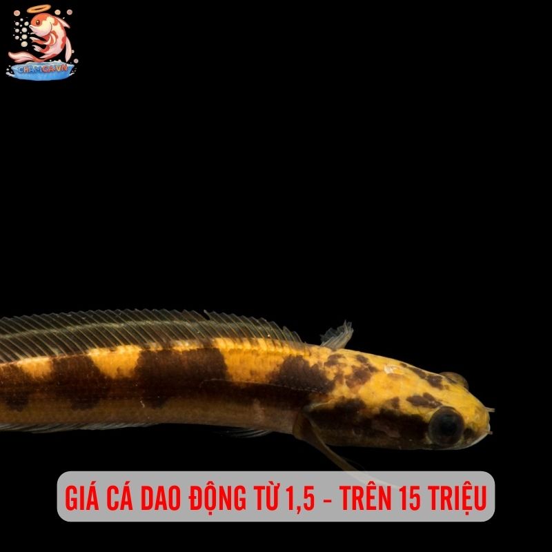 Cá Lóc Vảy Rồng Vàng - Vẻ Đẹp Hiếm Có Trong Giới Cá Cảnh 2 Giá của loài này dao động từ 1,5 đến trên 15 triệu