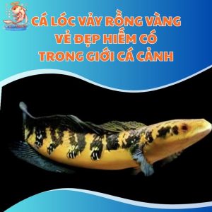 Cá Lóc Vảy Rồng Vàng - Vẻ Đẹp Hiếm Có Trong Giới Cá Cảnh