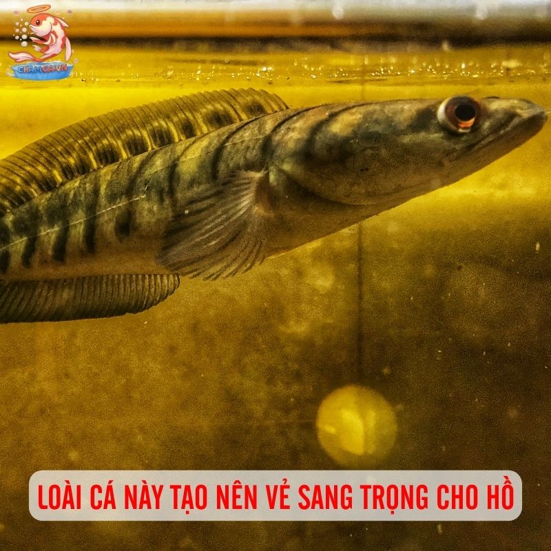 Cá Lóc Vảy Rồng Vàng - Vẻ Đẹp Hiếm Có Trong Giới Cá Cảnh 3 Loài cá này tạo nên vẻ sang trọng cho hồ