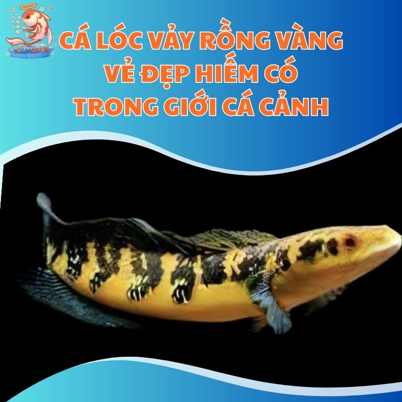 Cá Lóc Vảy Rồng Vàng - Vẻ Đẹp Hiếm Có Trong Giới Cá Cảnh