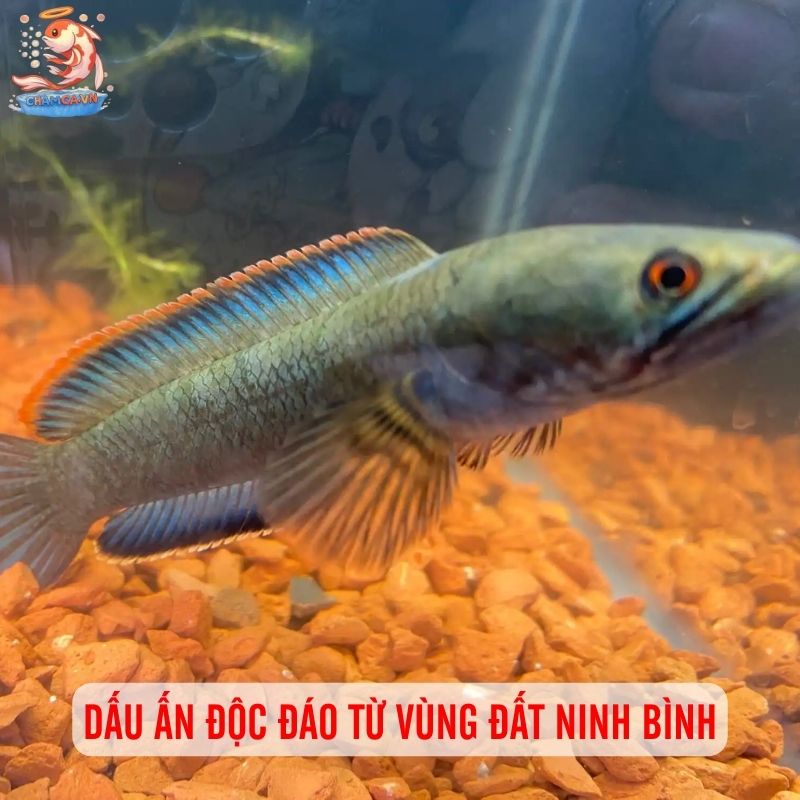 Cá Lóc Vây Xanh Ninh Bình: Niềm Tự Hào Cá Bản Địa Việt Nam 1 Dấu ấn độc đáo từ vùng đất Ninh Bình