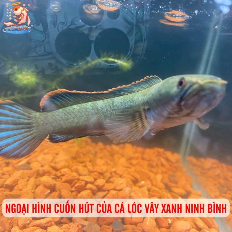 Cá Lóc Vây Xanh Ninh Bình: Niềm Tự Hào Cá Bản Địa Việt Nam 2 Ngoại hình cuốn hút của cá lóc vây xanh Ninh Bình