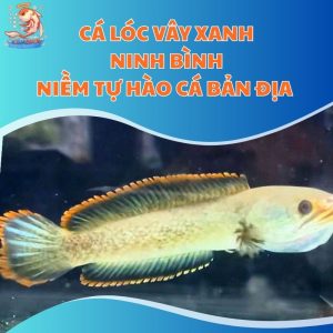 Cá Lóc Vây Xanh Ninh Bình: Niềm Tự Hào Cá Bản Địa Việt Nam