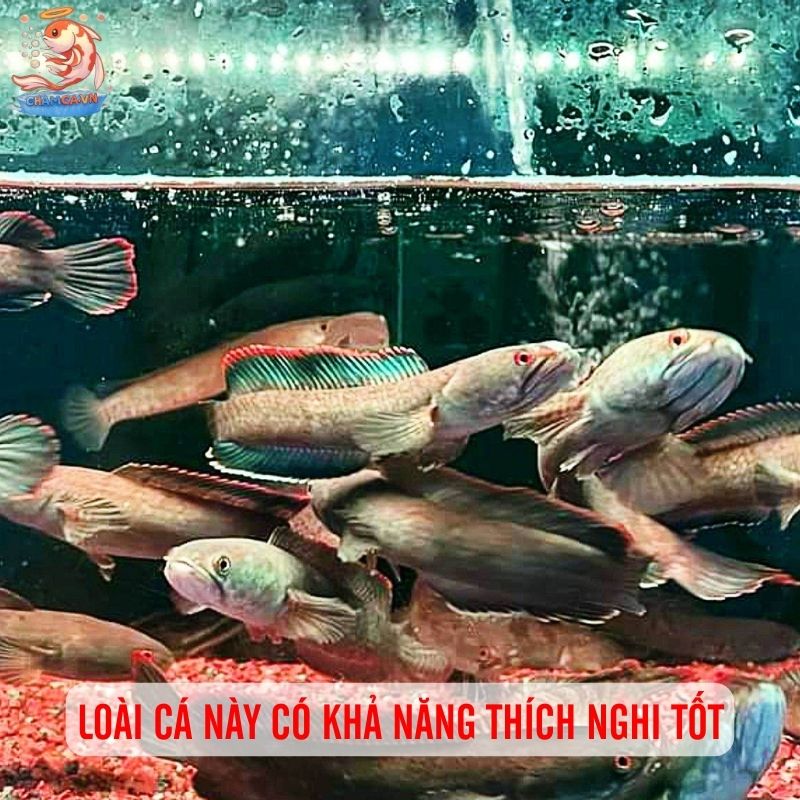 Cá Lóc Vây Xanh Ninh Bình: Niềm Tự Hào Cá Bản Địa Việt Nam 3 Loài cá này có khả năng thích nghi tốt