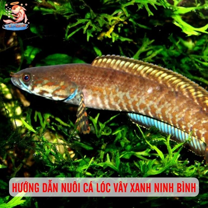 Cá Lóc Vây Xanh Ninh Bình: Niềm Tự Hào Cá Bản Địa Việt Nam 4 Hướng dẫn nuôi cá lóc vây xanh Ninh Bình