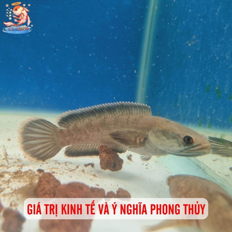Cá Lóc Vây Xanh Ninh Bình: Niềm Tự Hào Cá Bản Địa Việt Nam 5 Giá trị kinh tế và ý nghĩa phong thủy