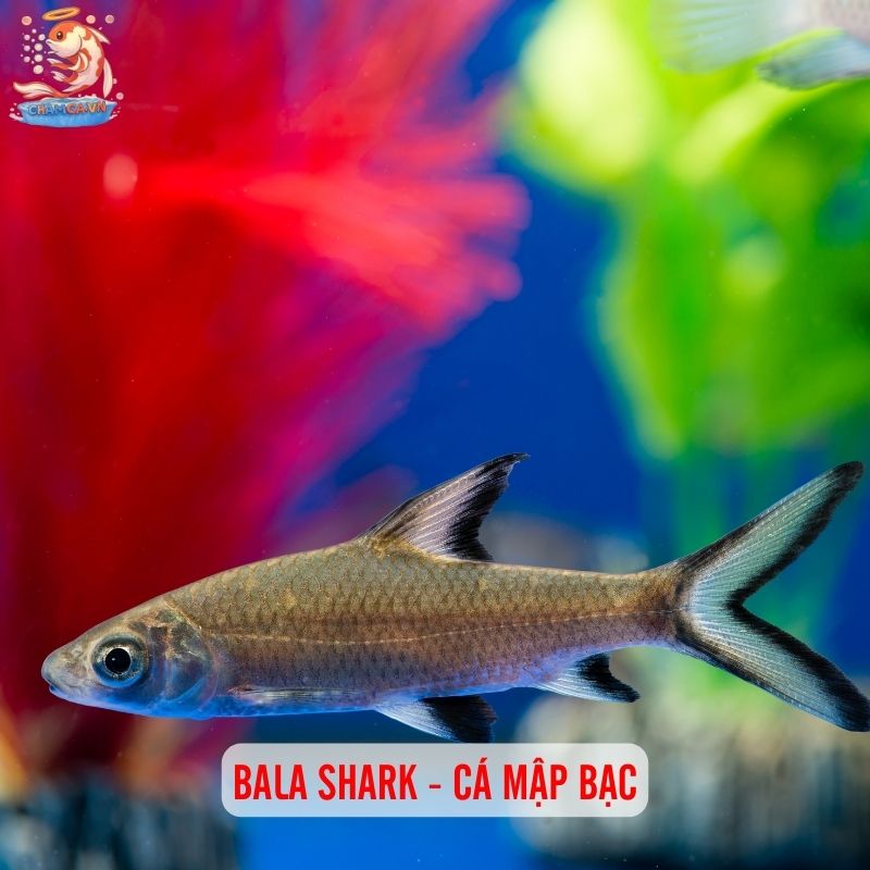 Cá Mập Nước Ngọt - Lưu Ý Quan Trọng Trước Khi Nuôi 1 Bala shark - Cá mập bạc