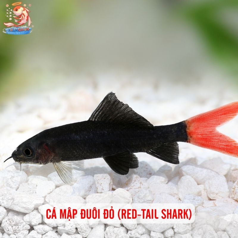 Cá Mập Nước Ngọt - Lưu Ý Quan Trọng Trước Khi Nuôi 2 Cá mập đuôi đỏ (Red-tail shark)