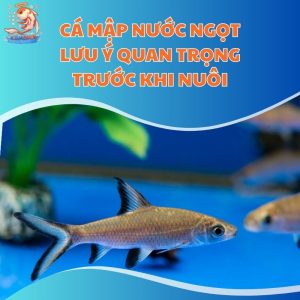 Cá Mập Nước Ngọt - Lưu Ý Quan Trọng Trước Khi Nuôi