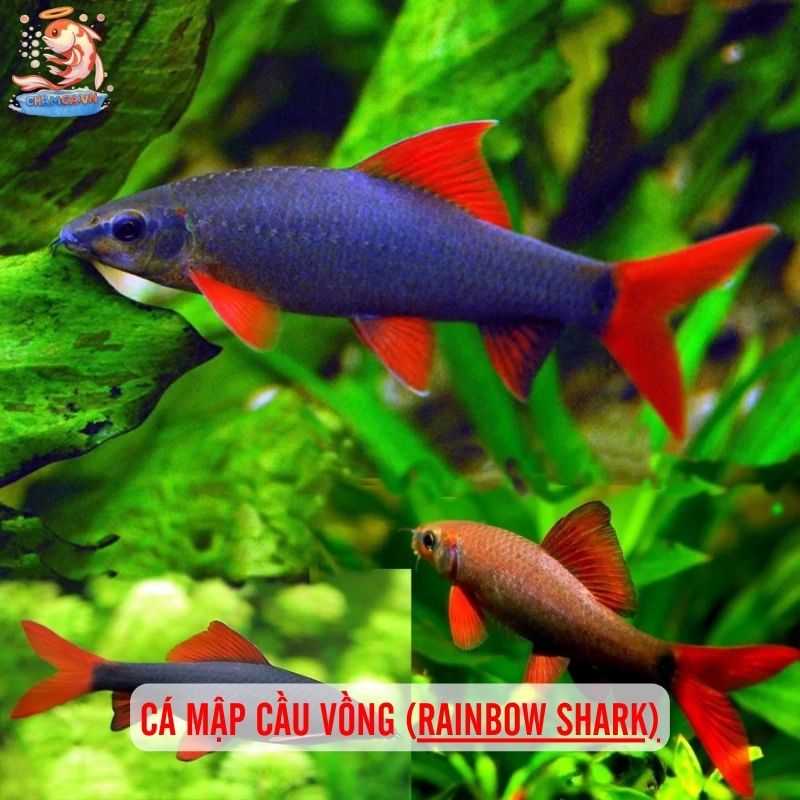 Cá Mập Nước Ngọt - Lưu Ý Quan Trọng Trước Khi Nuôi 3 Cá mập cầu vồng (Rainbow shark)