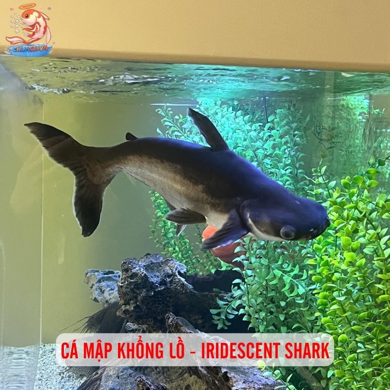 Cá Mập Nước Ngọt - Lưu Ý Quan Trọng Trước Khi Nuôi 4 Cá mập khổng lồ - Iridescent shark