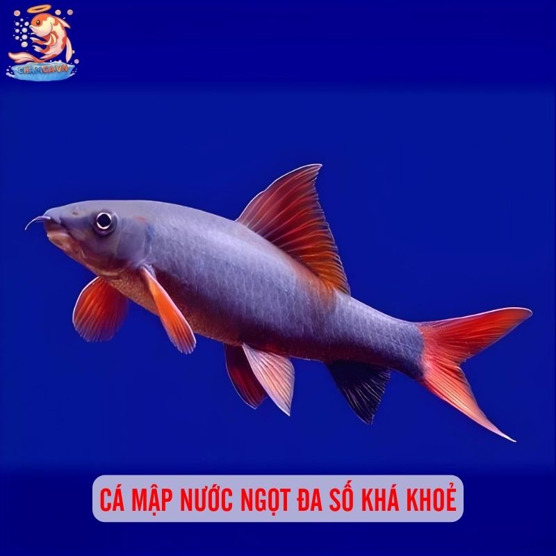 Cá Mập Nước Ngọt - Lưu Ý Quan Trọng Trước Khi Nuôi 5 Cá mập nước ngọt đa số khá khoẻ