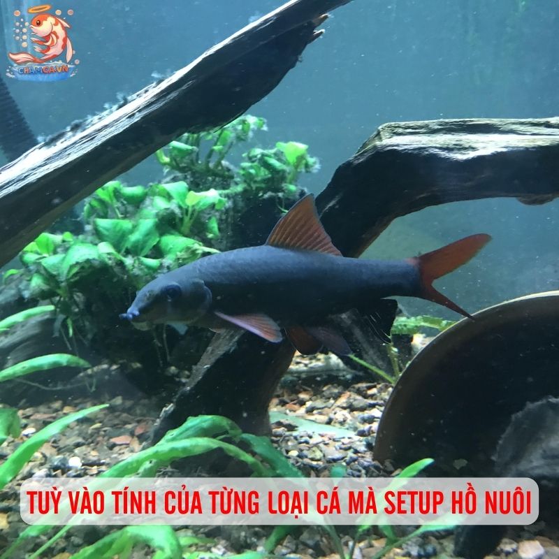 Cá Mập Nước Ngọt - Lưu Ý Quan Trọng Trước Khi Nuôi 6 Tuỳ vào tính của từng loại cá mà setup hồ nuôi hợp lý