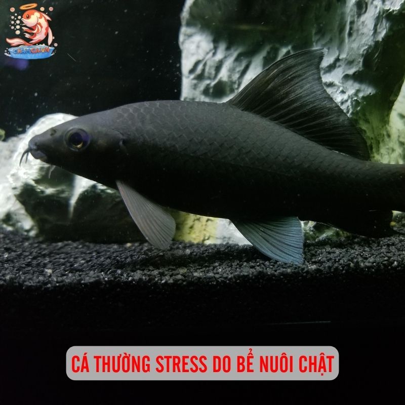 Cá Mập Nước Ngọt - Lưu Ý Quan Trọng Trước Khi Nuôi 7 Cá thường stress do bể nuôi chật