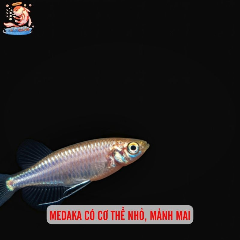 Cá Medaka Nhật - Biểu Tượng Cho Hồ Cá Đậm Chất Nhật 1 Medaka có cơ thể nhỏ, mảnh mai