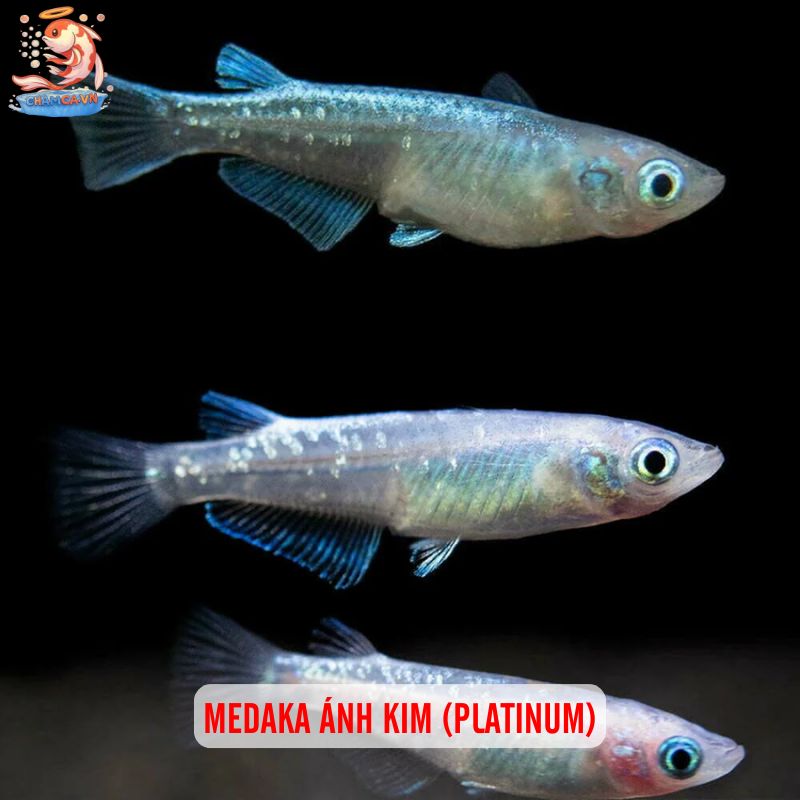 Cá Medaka Nhật - Biểu Tượng Cho Hồ Cá Đậm Chất Nhật 2 Medaka ánh kim (Platinum)