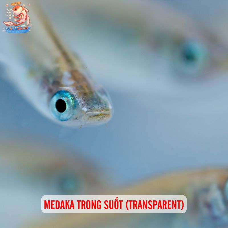 Cá Medaka Nhật - Biểu Tượng Cho Hồ Cá Đậm Chất Nhật 4 Medaka trong suốt (Transparent)
