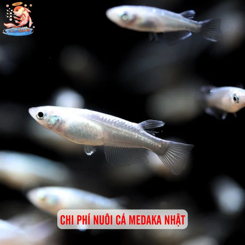 Cá Medaka Nhật - Biểu Tượng Cho Hồ Cá Đậm Chất Nhật 6 Chi phí nuôi cá Medaka Nhật