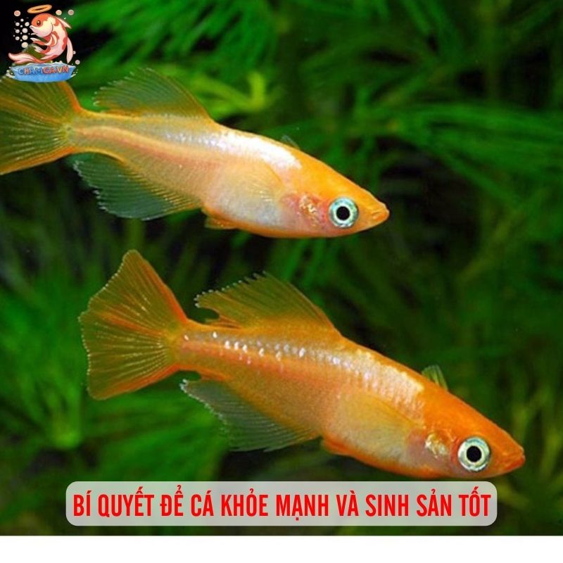 Cá Medaka Nhật - Biểu Tượng Cho Hồ Cá Đậm Chất Nhật 7 Bí quyết để cá khỏe mạnh và sinh sản tốt