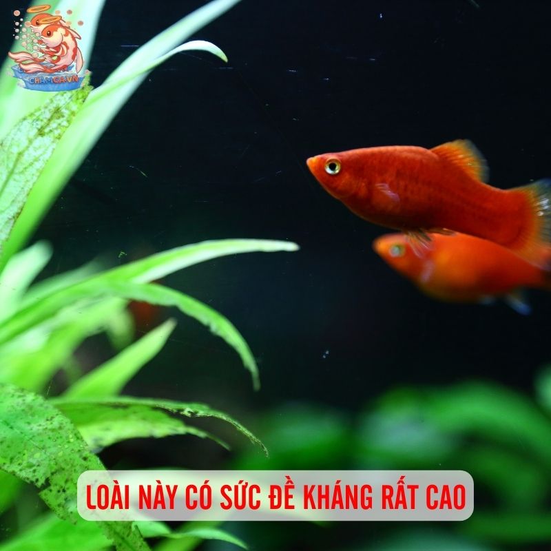 Cá Mún - Viên Ngọc Nhỏ Rực Rỡ Cho Không Gian Sống 2 Loài này có sức đề kháng rất cao