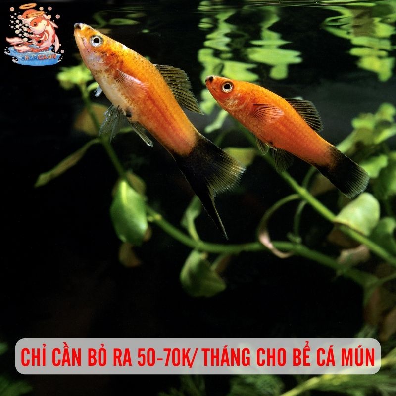 Cá Mún - Viên Ngọc Nhỏ Rực Rỡ Cho Không Gian Sống 3 Mỗi tháng bạn chỉ cần bỏ ra 50-70k cho bể cá Mún