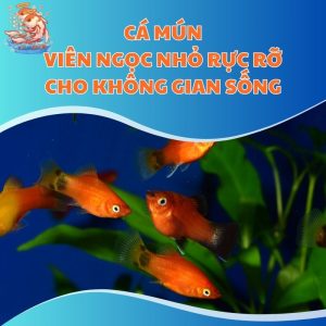 Cá Mún - Viên Ngọc Nhỏ Rực Rỡ Cho Không Gian Sống