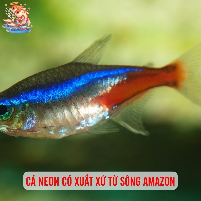 Cá Neon - Ngôi Sao Riêng Biệt Trong Bể Cá Gia Đình 1 Cá Neon có xuất xứ từ sông Amazon