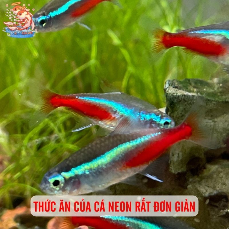Cá Neon - Ngôi Sao Riêng Biệt Trong Bể Cá Gia Đình 2 Thức ăn của cá Neon rất đơn giản