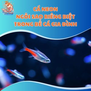 Cá Neon - Ngôi Sao Riêng Biệt Trong Bể Cá Gia Đình