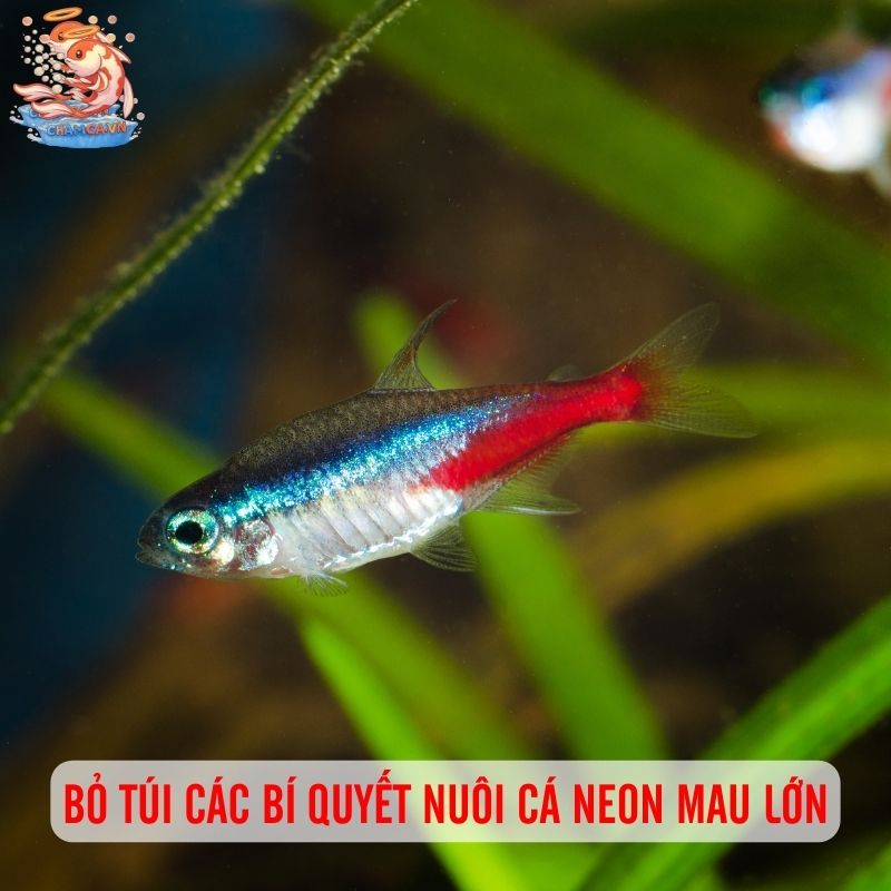 Cá Neon - Ngôi Sao Riêng Biệt Trong Bể Cá Gia Đình 4 Bỏ túi các bí quyết nuôi cá Neon mau lớn